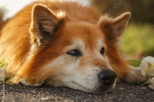 Portrait of a male icelandic sheepdog in spring outdoors