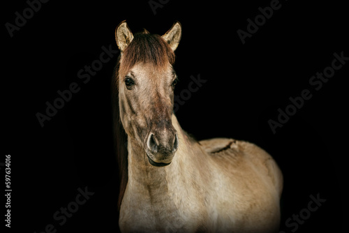 Portrait of a young konik horse on black background. Black shot