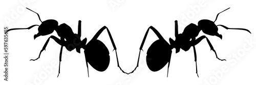 Pair of the Ant Silhouette for Art Illustration, Logo, Pictogram, Website, or Graphic Design Element. Format PNG photo