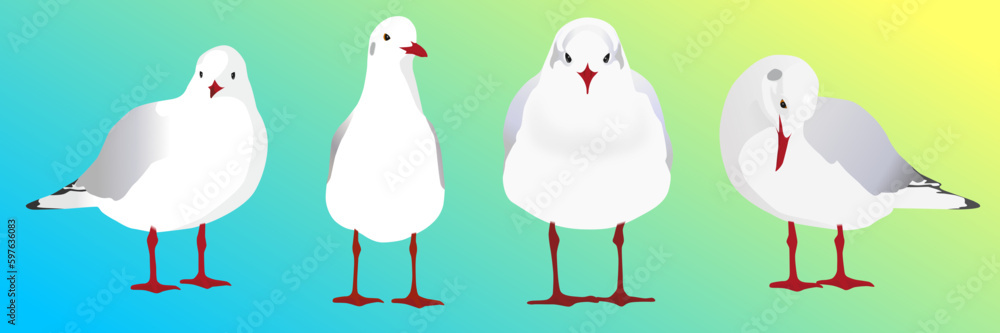 Set of seagulls standing in different poses, vector image