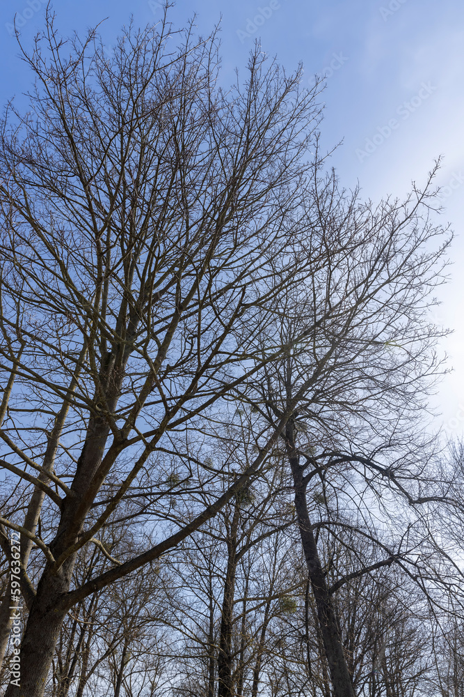 Branches of deciduous trees in the park in spring sunny weather Branches of deciduous trees in the park in spring sunny weather