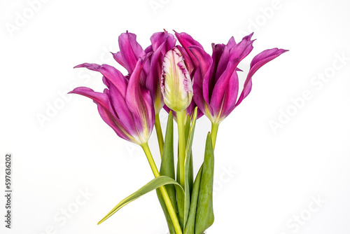 Bright purple lily tulips with one parrot tulip bud. White background.