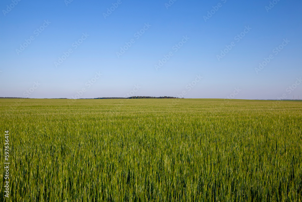 Agricultural field with a large number of green cereals