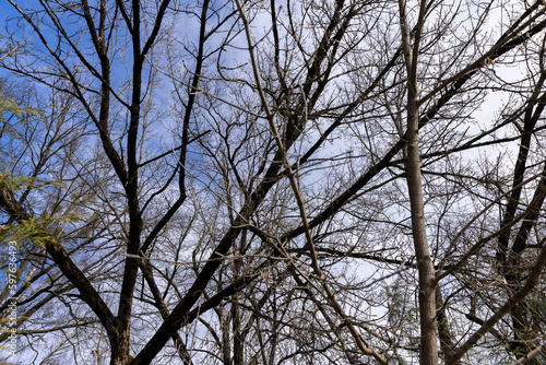 bare maple trees in the spring season in the park