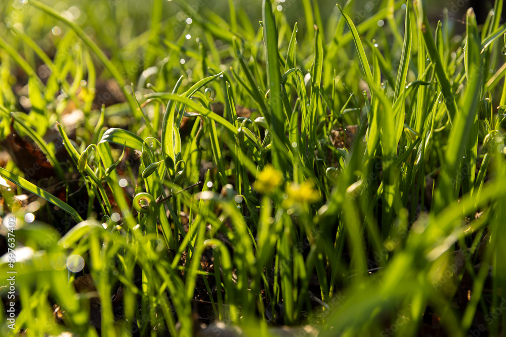 Obraz premium sunny green grass and small yellow flowers in the forest