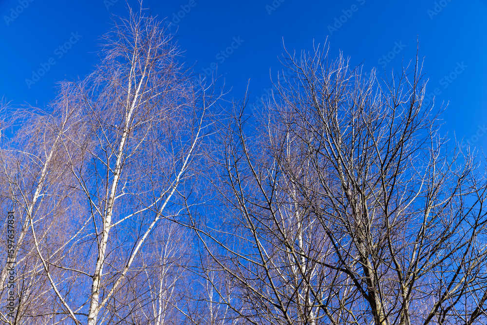 leafless birch trees in early spring in sunny weather leafless birch trees in early spring in sunny weather