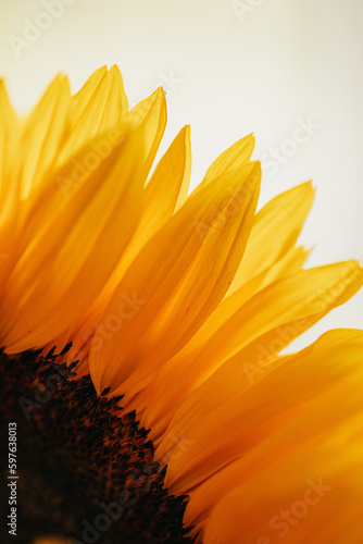Sunflower Close-Up