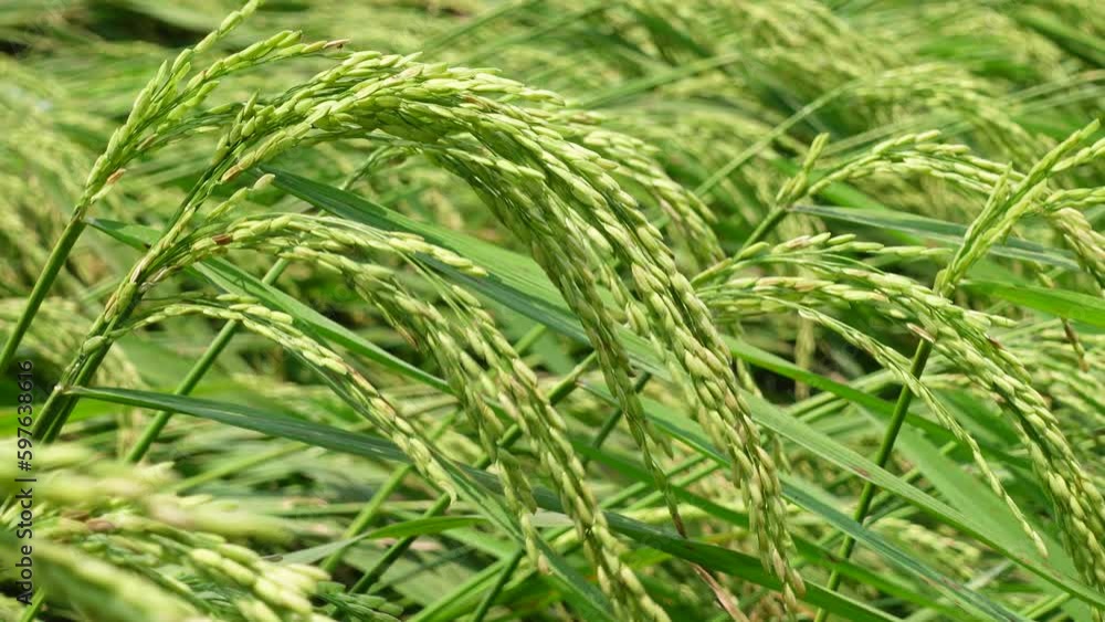Bunches of green-brown paddy are swaying in the wind. Bunches of green-brown paddy are swaying in the wind.