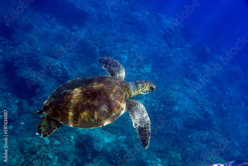 sea turtle swimming in water © Dianne
