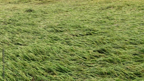 Scene of semi-ripe paddy field damaged by wind and storm. A scene of ripe rice in a field in the countryside.