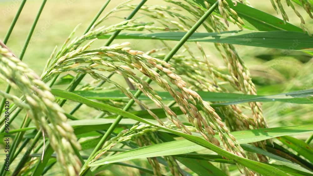 Close-up view of green brown paddy field in sunny field. Bunches of green-brown rice are swaying in the wind. Close-up view of green brown paddy field in sunny field. Bunches of green-brown rice are swaying in the wind.