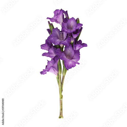Purple gladiolus flower stem isolated on transparent background 