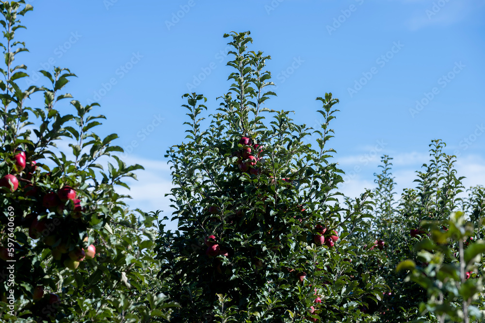 Ripe ripe apples on a tree