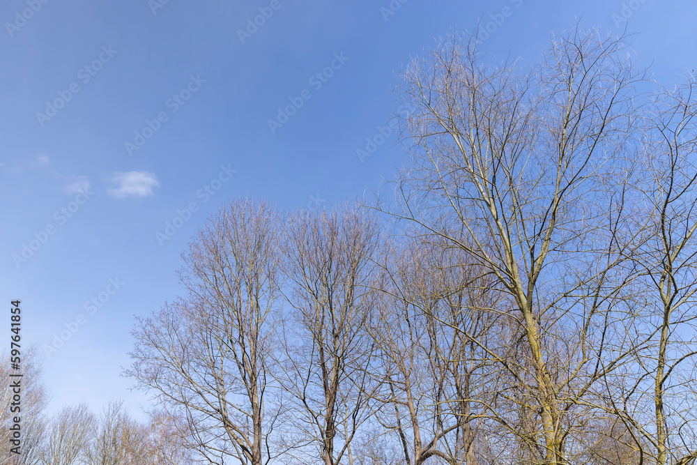 Bare trees in sunny spring weather, bare deciduous trees Bare trees in sunny spring weather, bare deciduous trees
