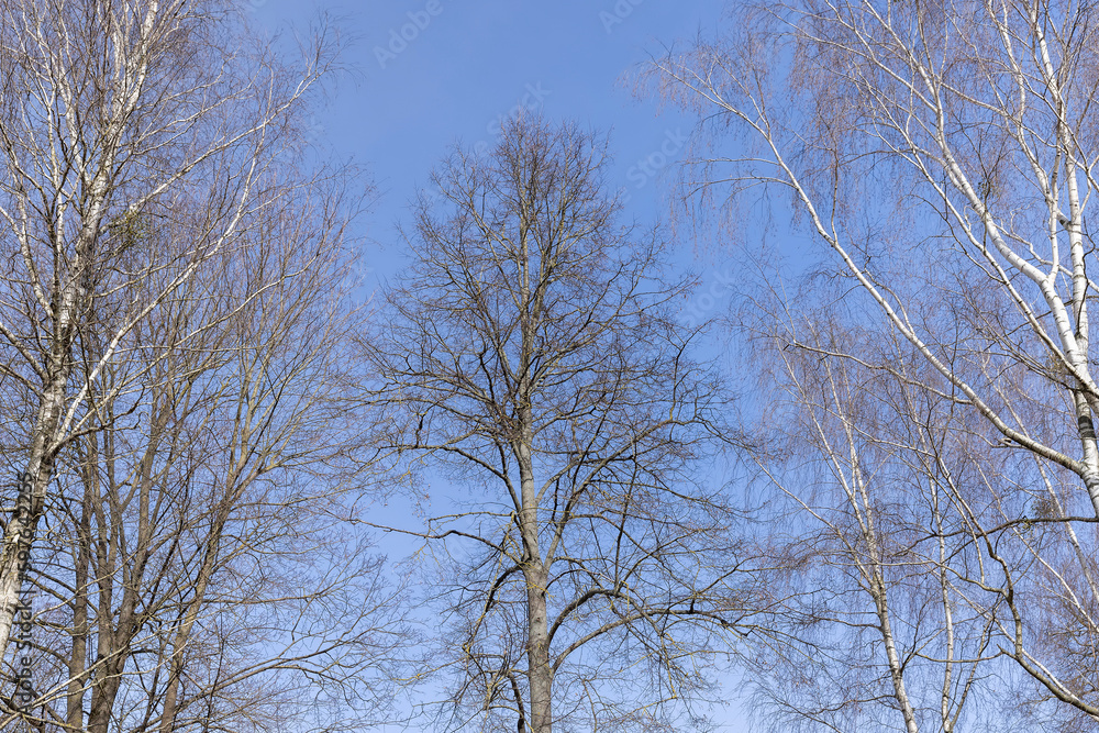 Birch tree branches in the park in spring sunny weather Birch tree branches in the park in spring sunny weather