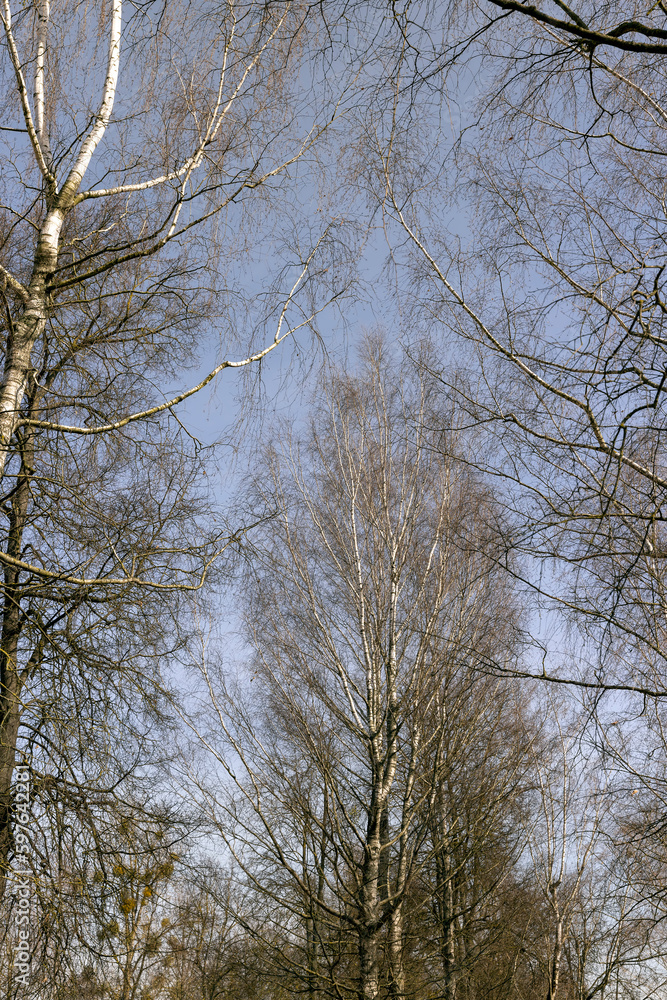 Branches of deciduous trees in the park in spring sunny weather Branches of deciduous trees in the park in spring sunny weather