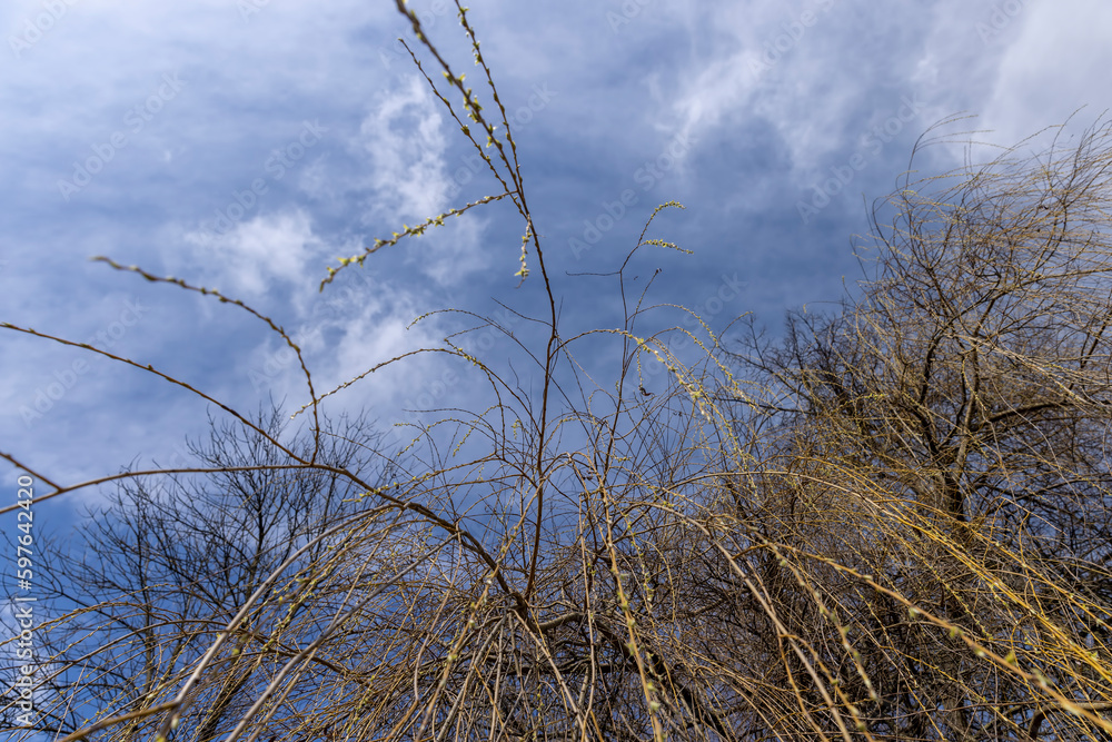 Fototapeta premium bare willow trees in the spring season in the park