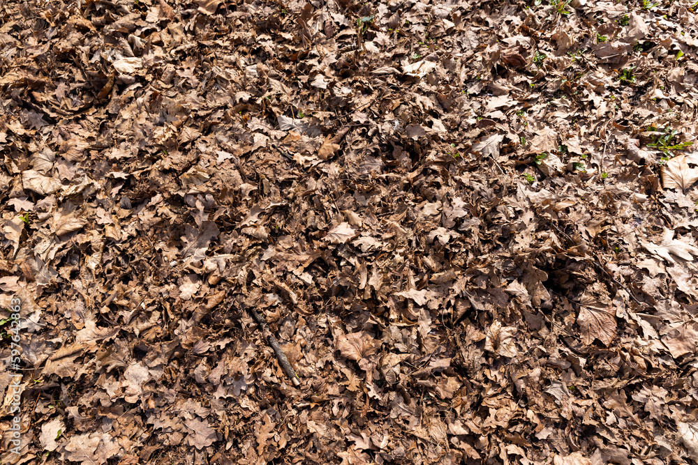 foliage that fell to the ground during leaf fall foliage that fell to the ground during leaf fall