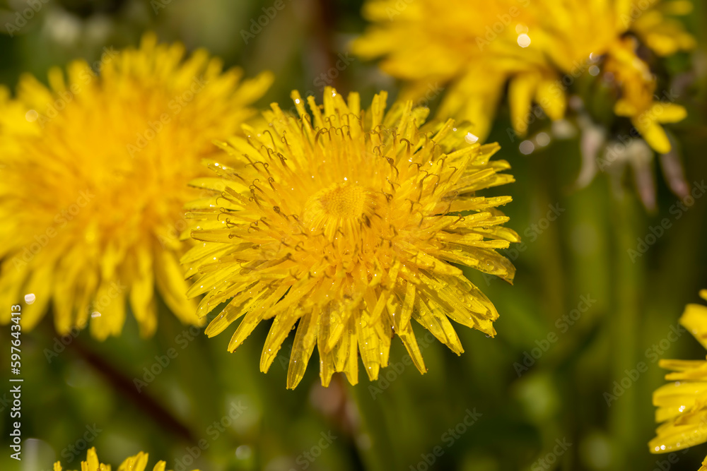 yellow blooming dandelions covered with water drops in the spring season yellow blooming dandelions covered with water drops in the spring season