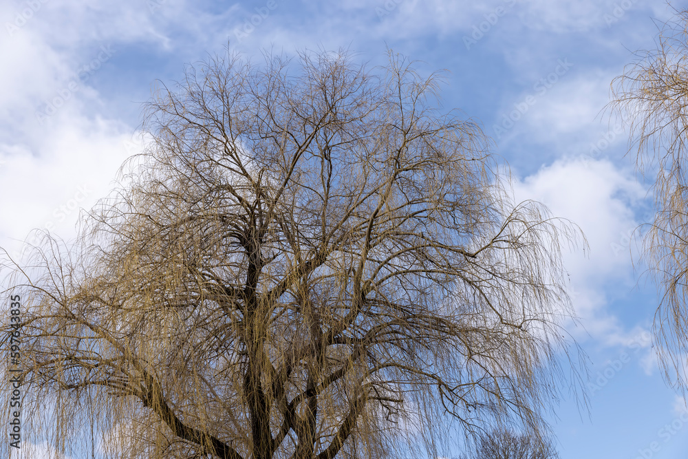 bare willow trees in the spring season in the park bare willow trees in the spring season in the park
