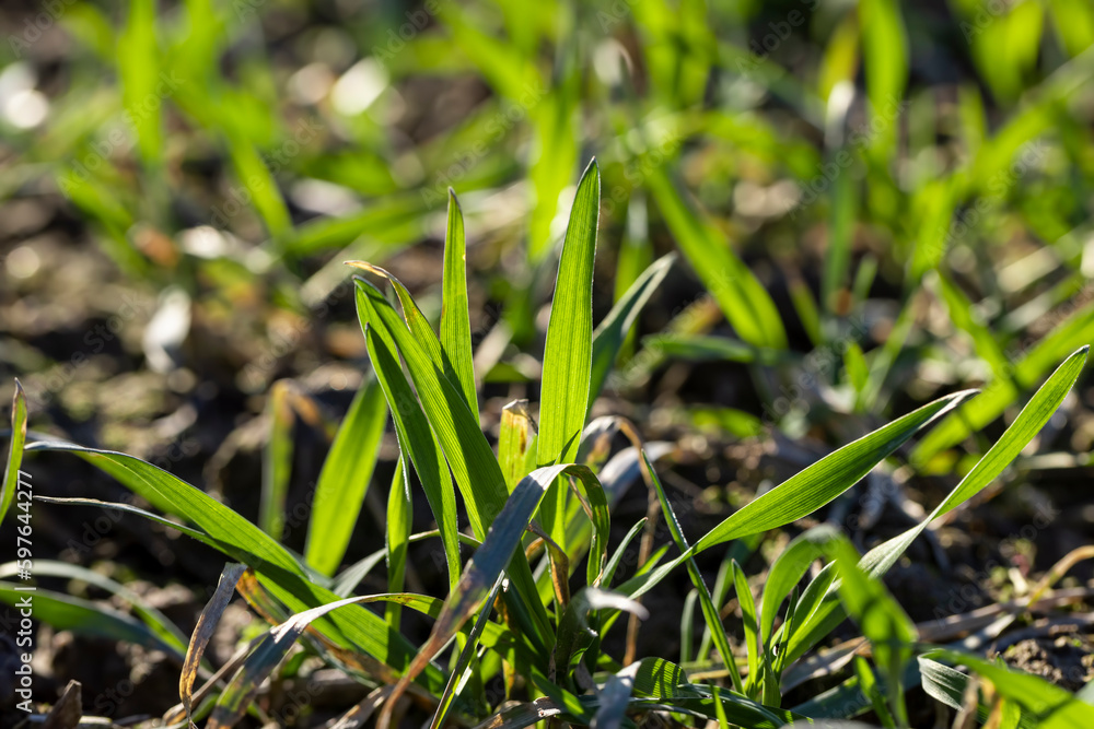 green wheat sprouts in early spring, green winter wheat green wheat sprouts in early spring, green winter wheat
