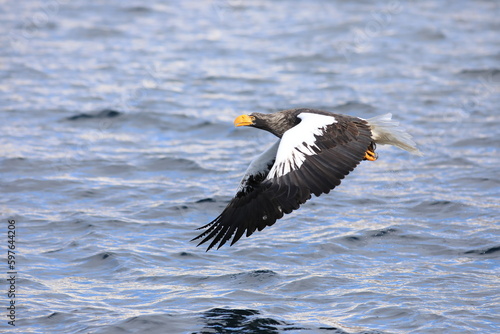 Steller s sea eagle  Haliaeetus pelagicus  in Hokkaido  North Japan