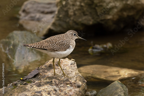 A solitary sandpiper (Tringa solitaria) in a suburb of Pittsburgh, Pennsylvania © Hayley Rutger