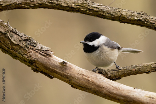 Black-capped chickadee, (Poecile atricapillus) a cute little perching bird, in Pittsburgh, Pennsylvania