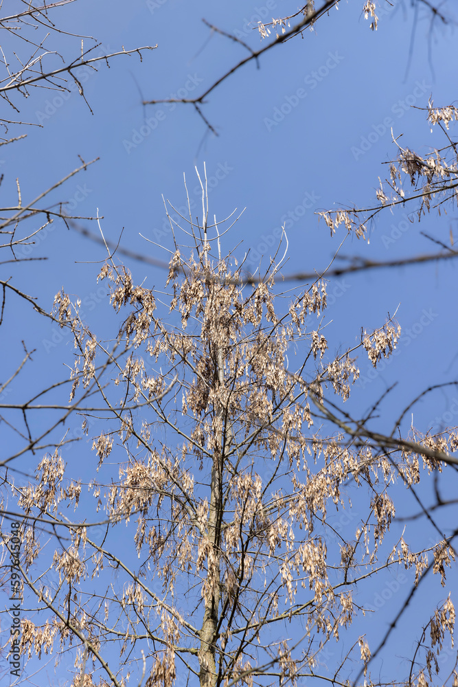 Maple tree branches in the park in spring sunny weather Maple tree branches in the park in spring sunny weather
