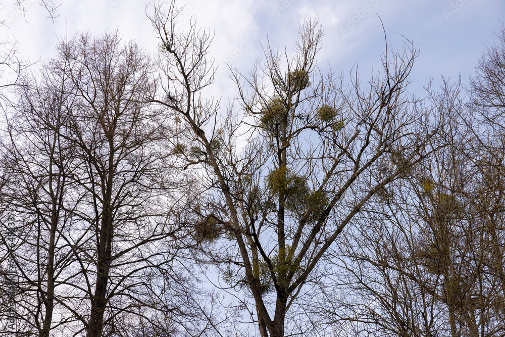 Tall deciduous trees in early spring without foliage Tall deciduous trees in early spring without foliage