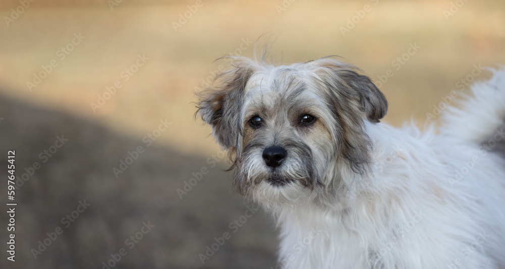 Inquisitive Charm: Meet the Curious Chinese Crested Chinese Crested Powder Puff Dog.  This adorable pet is always eager to explore and capture your heart with its curious gaze.  Pet Photography. 