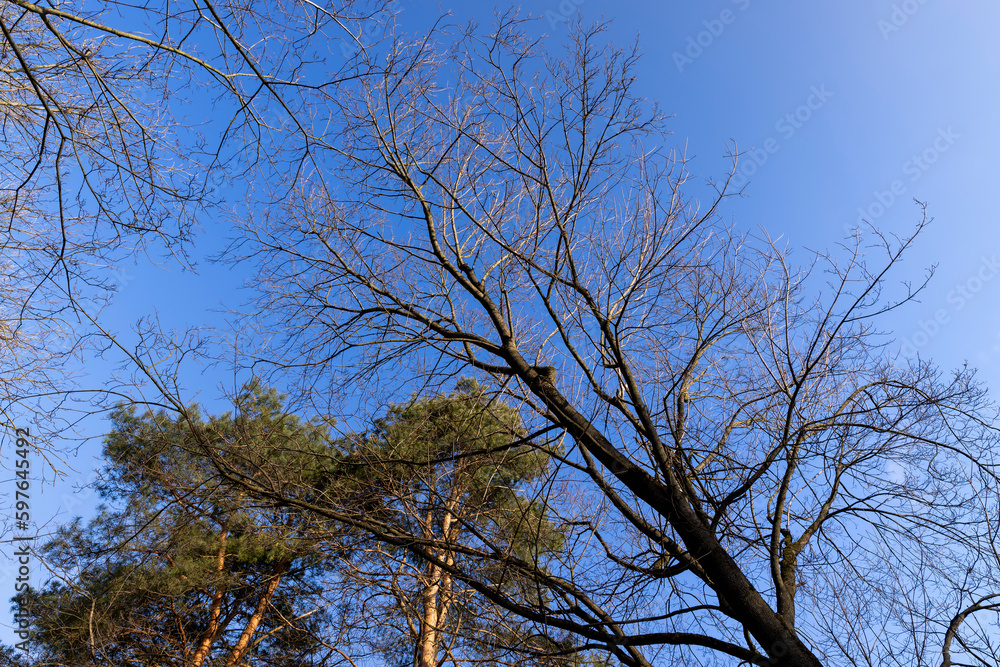pine trees in early spring in sunny clear weather pine trees in early spring in sunny clear weather
