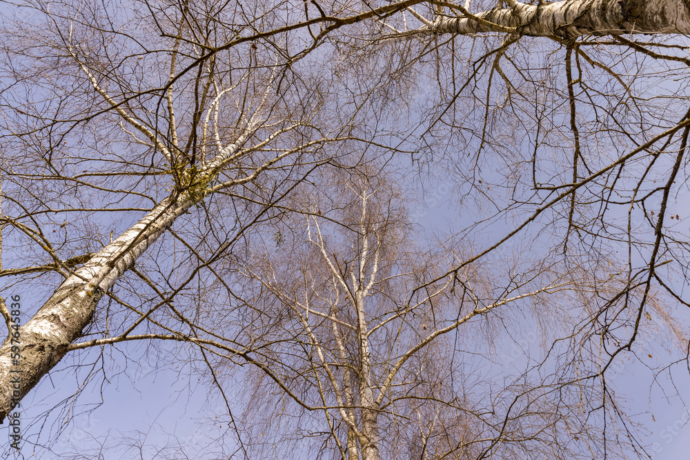 Birch tree branches in the park in spring sunny weather Birch tree branches in the park in spring sunny weather