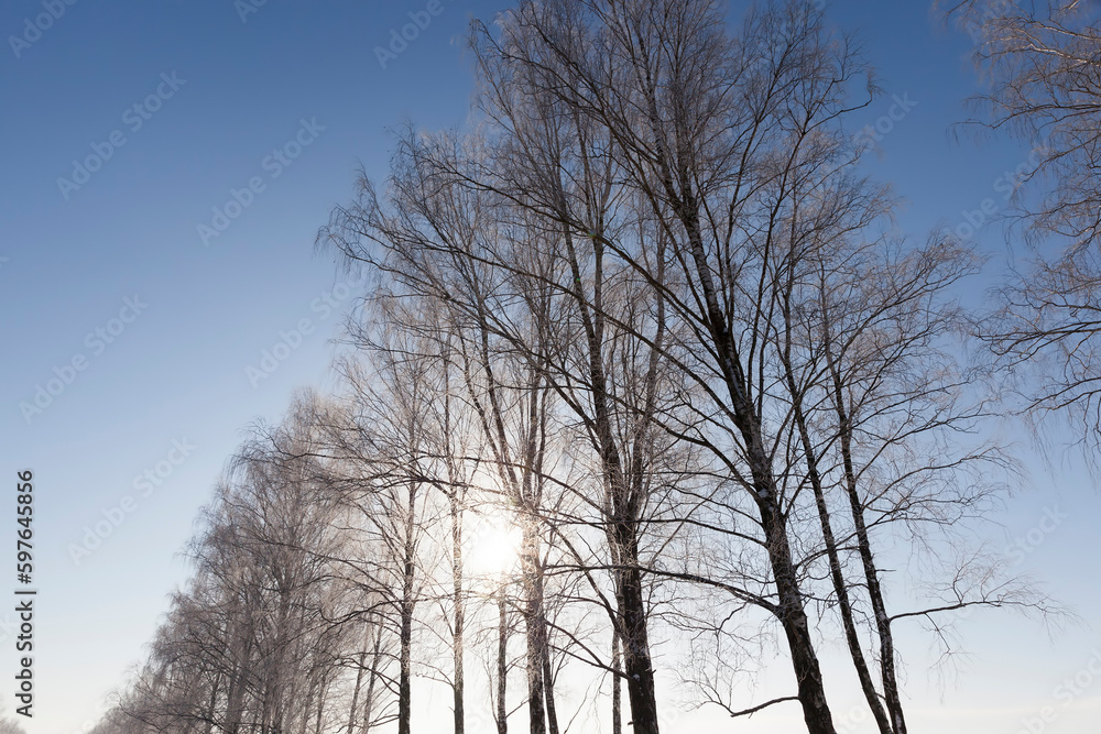 Snow-covered trees in winter, deciduous trees Snow-covered trees in winter, deciduous trees
