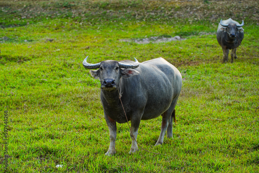 Strong Thai buffalo in  natural field.