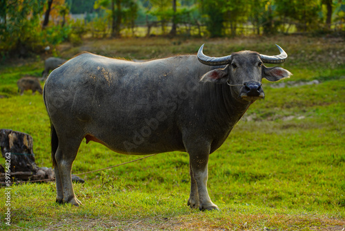Strong Thai buffalo in natural field.