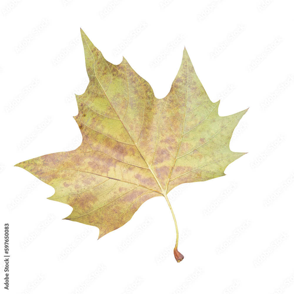 Cutout of an isolated autumn maple leaf with the transparent png Cutout of an isolated autumn maple leaf with the transparent png