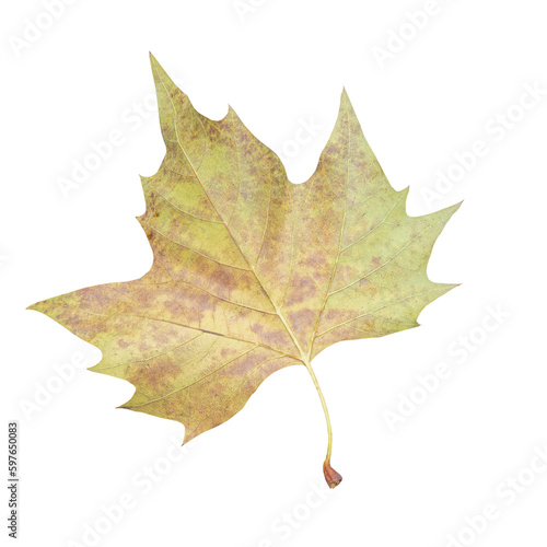 Cutout of an isolated autumn maple leaf with the transparent png 