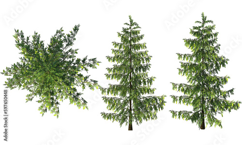 The Conifer Tree. PNG bitmap rendering