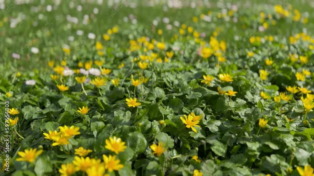 A yellow-green field of live spring buttercups against a background of daisies A yellow-green field of live spring buttercups against a background of daisies