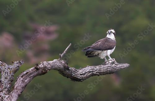 Osprey on a branch eating a fish