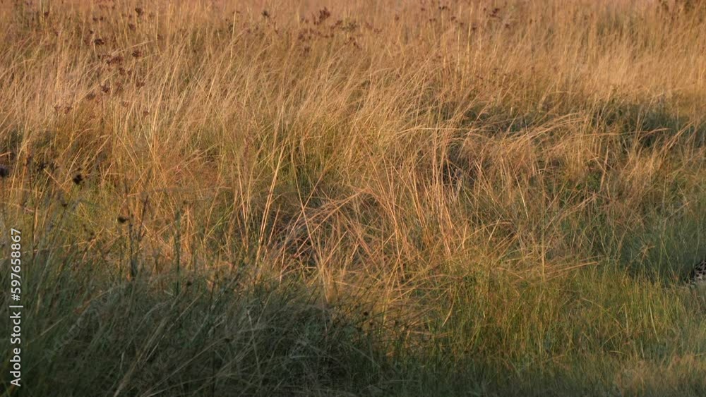 Cheetah siblings chase, play in tall golden savanna grass in Africa Cheetah siblings chase, play in tall golden savanna grass in Africa