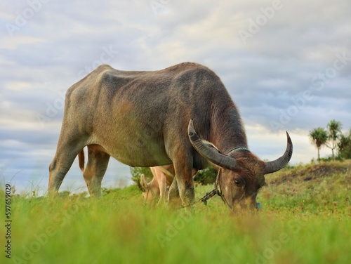 bull buffalo in the meadow