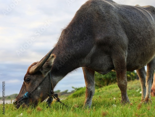 buffalo in the meadow