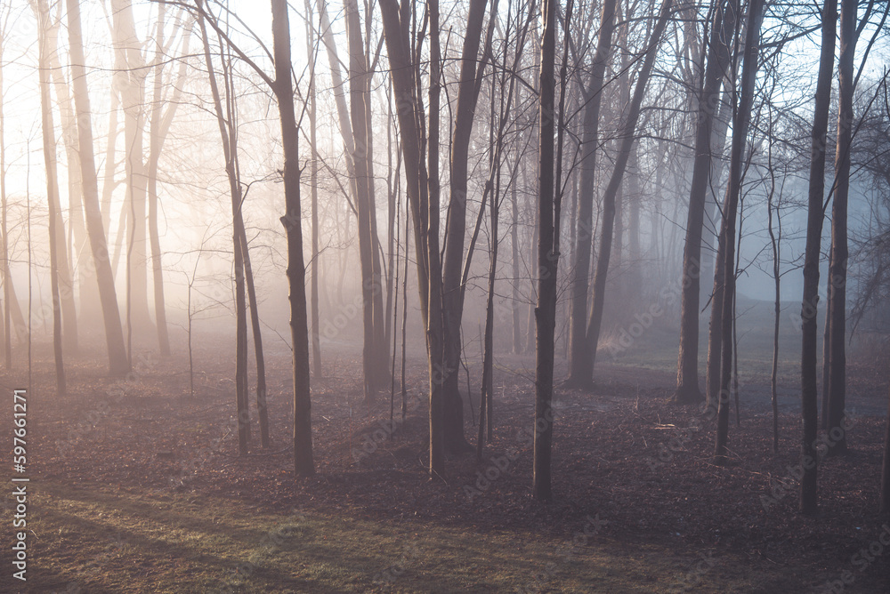 Enchanting Mist: A Foggy Morning in the Forest Enchanting Mist: A Foggy Morning in the Forest