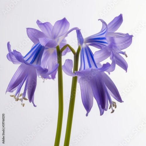 iris flower isolated on white background.