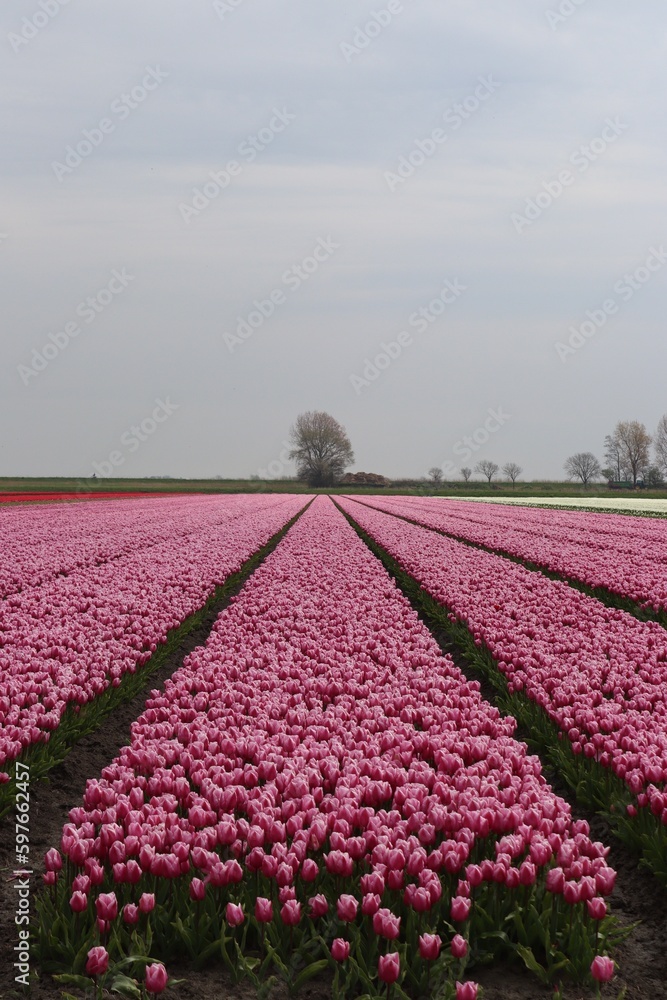 Fields of pink tulips with out of focus tree centered on the horizon 