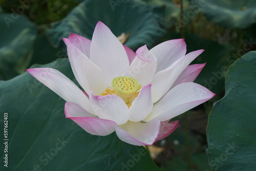 background lotus in the river
