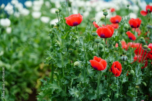 植物園、花、東京、日本、野外、空、青空、雲、
ケシ、けし、ケシの花、栽培禁止、papaver	、somniferum、大麻、アヘン、あへん、花、赤、白、紫、ピンク、違法、植物、