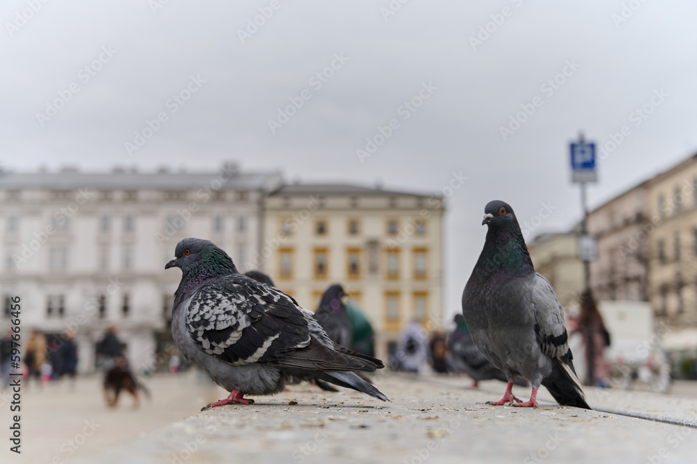 Obraz premium Pigeons sitting on concrete in city center. Gray birds walking on paving slabs on crowded street. Side view of two pigeons on blurred background.